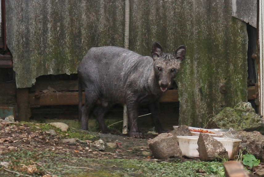 病気のタヌキ 疥癬症