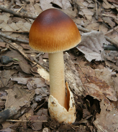 カバイロツルタケ