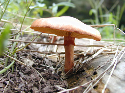 ミドリスギタケ