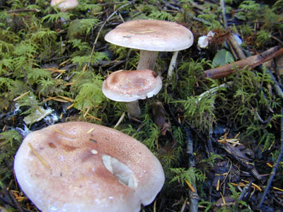 オオサクラシメジ