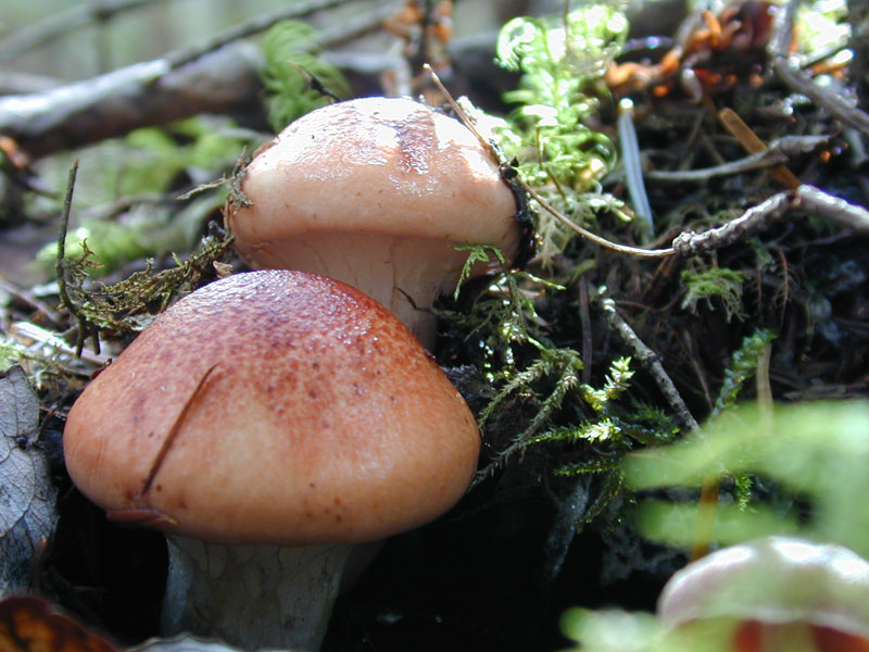 オオサクラシメジ