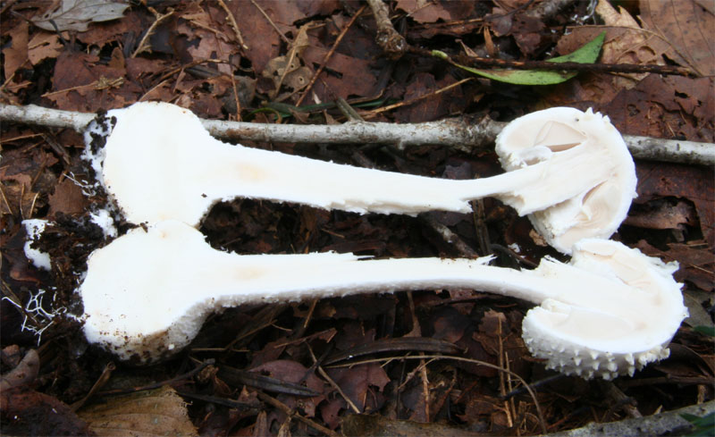 タマシロオニタケ